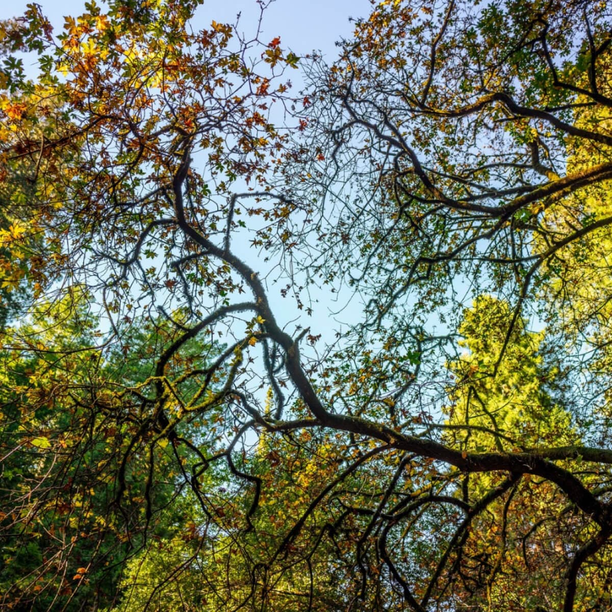 Appalachia_-_Daniel_Boone_National_Forest_-1