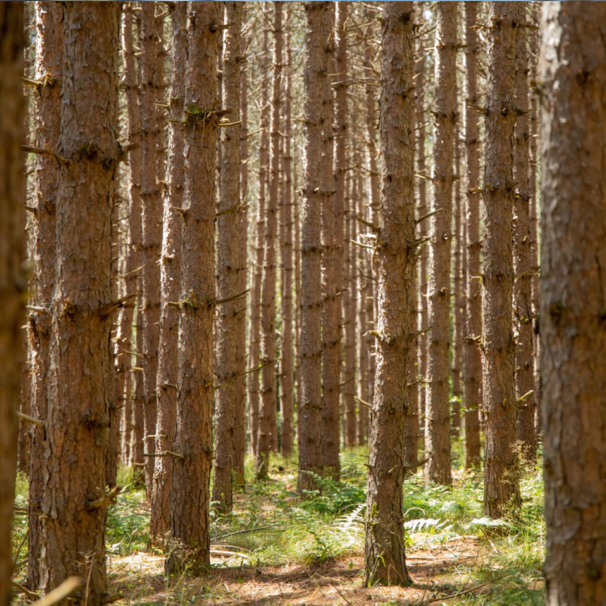 Appalachia_-_Pennsylvania_Pine_Forest_-2